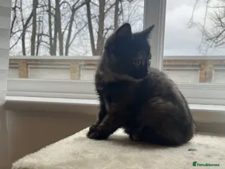 Domestic Shorthair cats Tortie kitten with beautiful markings - Advert 7