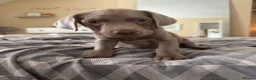Labrador Retriever dogs for sale: Ready to leave 3 girls KC Silver Labrador puppies  - Advert 22