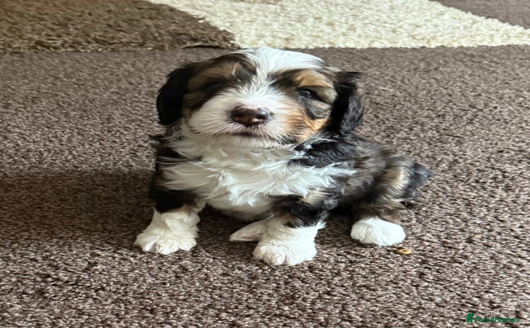 Bernedoodle dogs - Advert 2