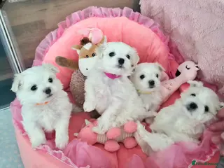Maltese dogs 🐶Exceptional Maltese Puppies – 3 Boys & 1 Girl - Advert 2