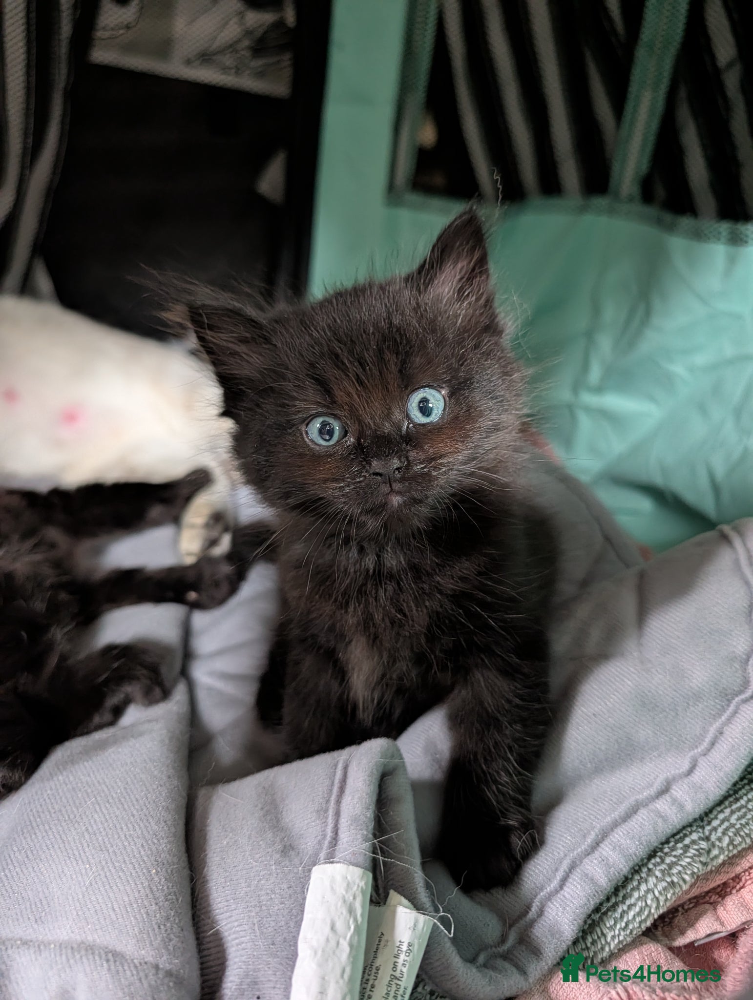 British Longhair cats *1 LEFT* British Longhair X Maine Coon Kittens - Advert 1
