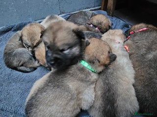 Mixed Breed dogs Chowsky chow chow x siberian husky - Advert 2