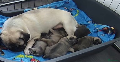 Pug dogs Pug puppies x3 girls left  - Advert 5