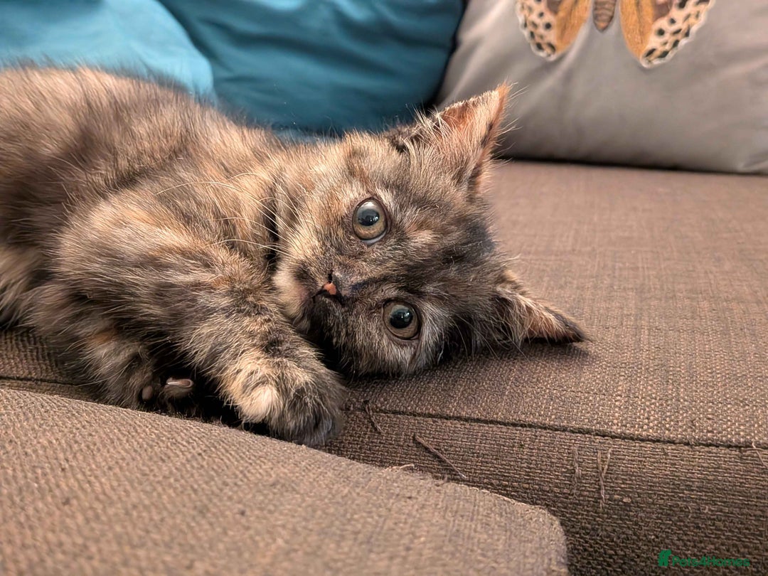 Domestic Shorthair cats for adoption: ADOPTION - Mince Pie - Advert 3