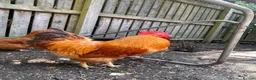 Chickens poultry for sale: 5 Chickens & Coop  - Advert 3