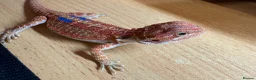 Bearded Dragon reptiles for sale: Stunning baby bearded dragons £100 ONO  - Advert 2