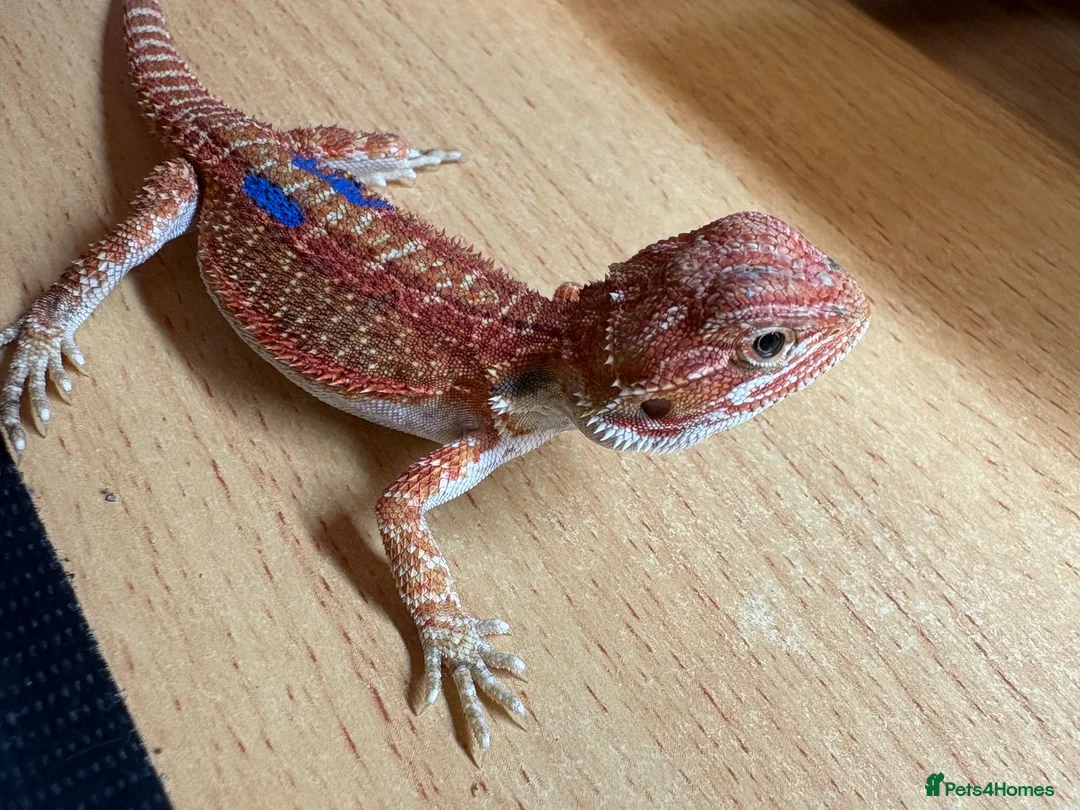Bearded Dragon reptiles for sale: Stunning baby bearded dragons £100 ONO  - Advert 2
