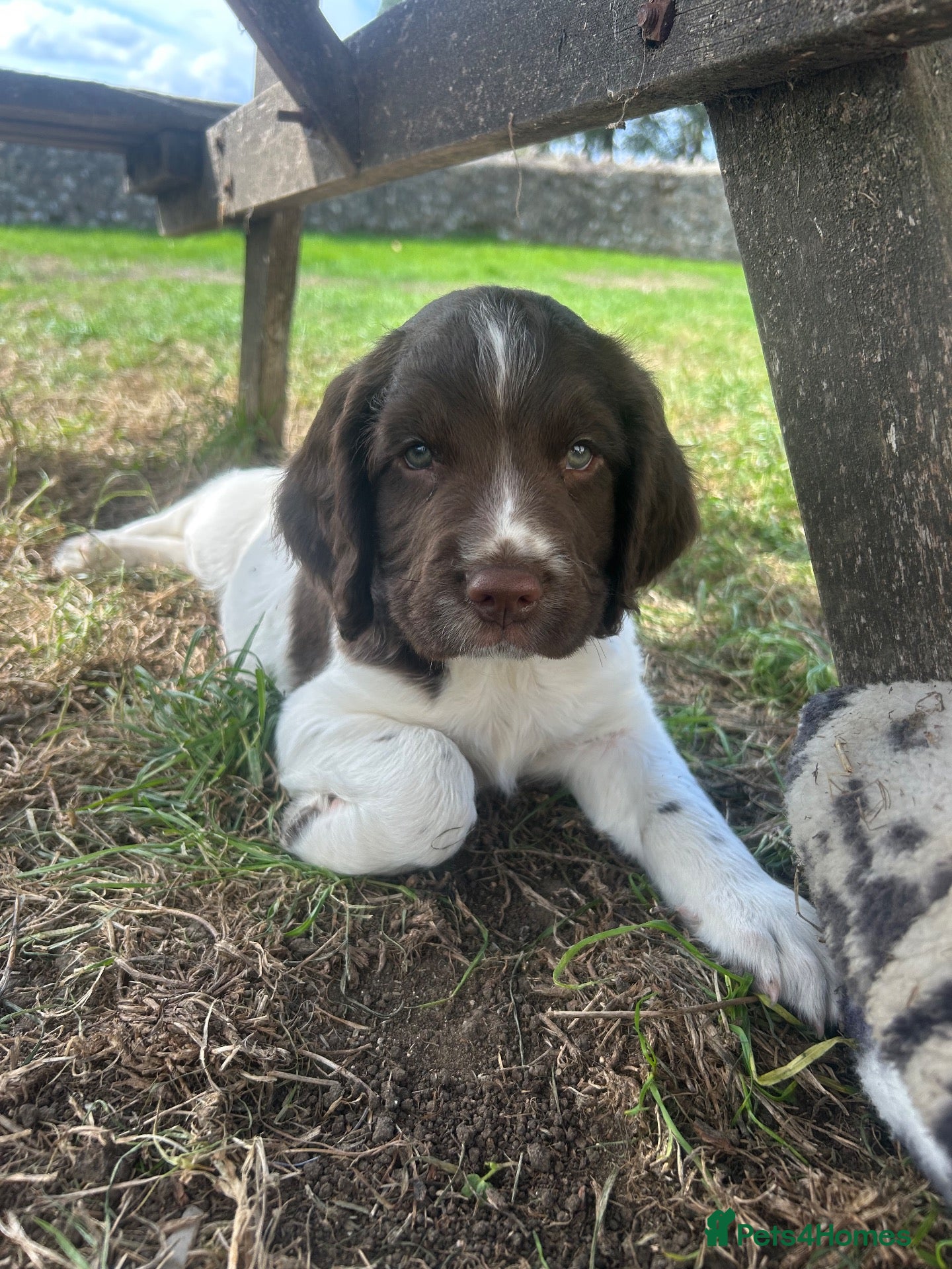 English Springer Spaniel dogs 1 MALE LEFT PEDIGREE SPRINGER SPANIELS🥰 - Advert 15