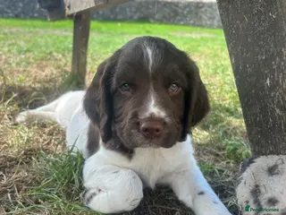 English Springer Spaniel dogs 1 MALE LEFT PEDIGREE SPRINGER SPANIELS🥰 - Advert 15