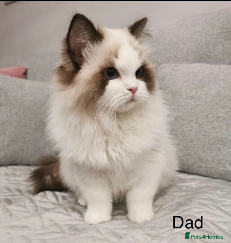 Ragdoll cats Beautiful full pedigree Ragdoll kittens ❤️😻 - Advert 6