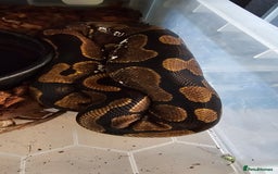 Snake reptiles for sale: Various royals pythons - Image 4