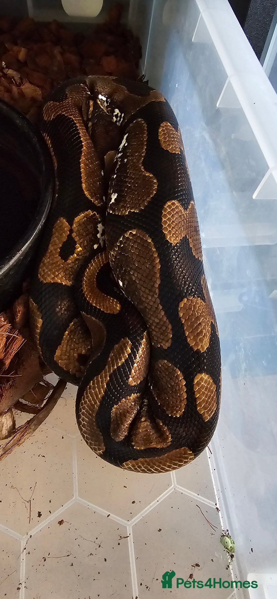 Snake reptiles for sale: Various royals pythons - Image 4