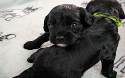Cockapoo dogs for sale: We have Four Beautiful Cockerpoo Puppies Available - Image 25