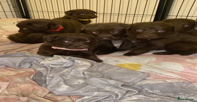 Mixed Breed dogs Beautiful Family-Raised Sheprador Puppies - Advert 6