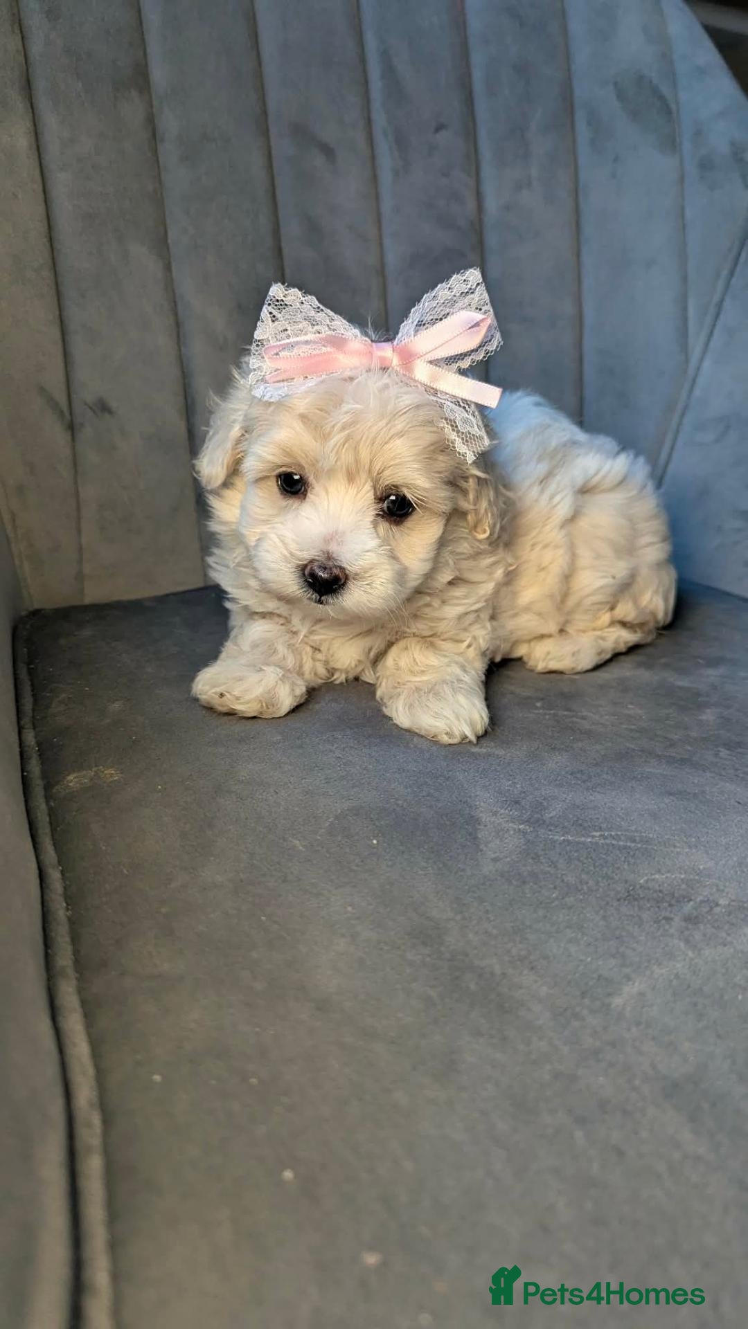Maltipoo dogs Judy M - Advert 1