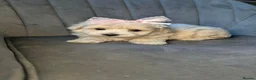 Maltipoo dogs for sale: Judy M - Advert 1