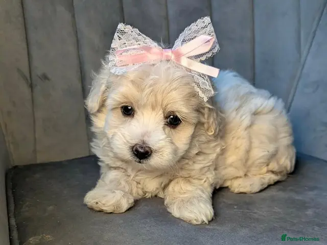 Maltipoo dogs Judy M - Advert 15