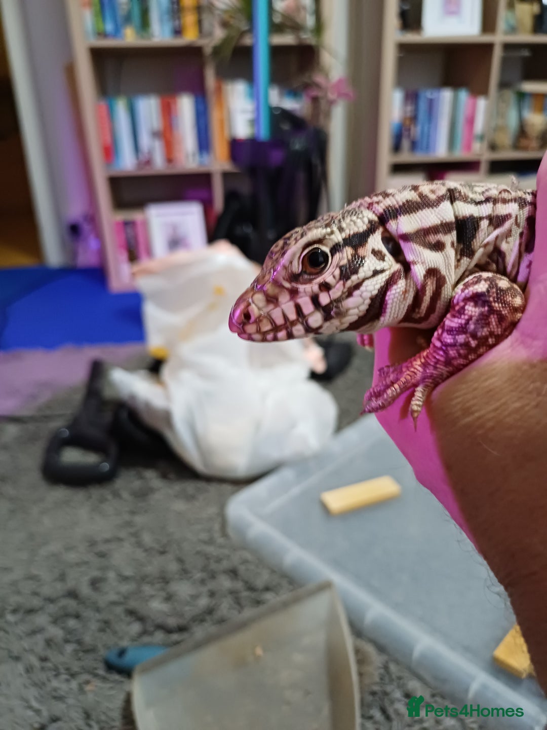 Lizard reptiles for sale: Red tegu  - Advert 8