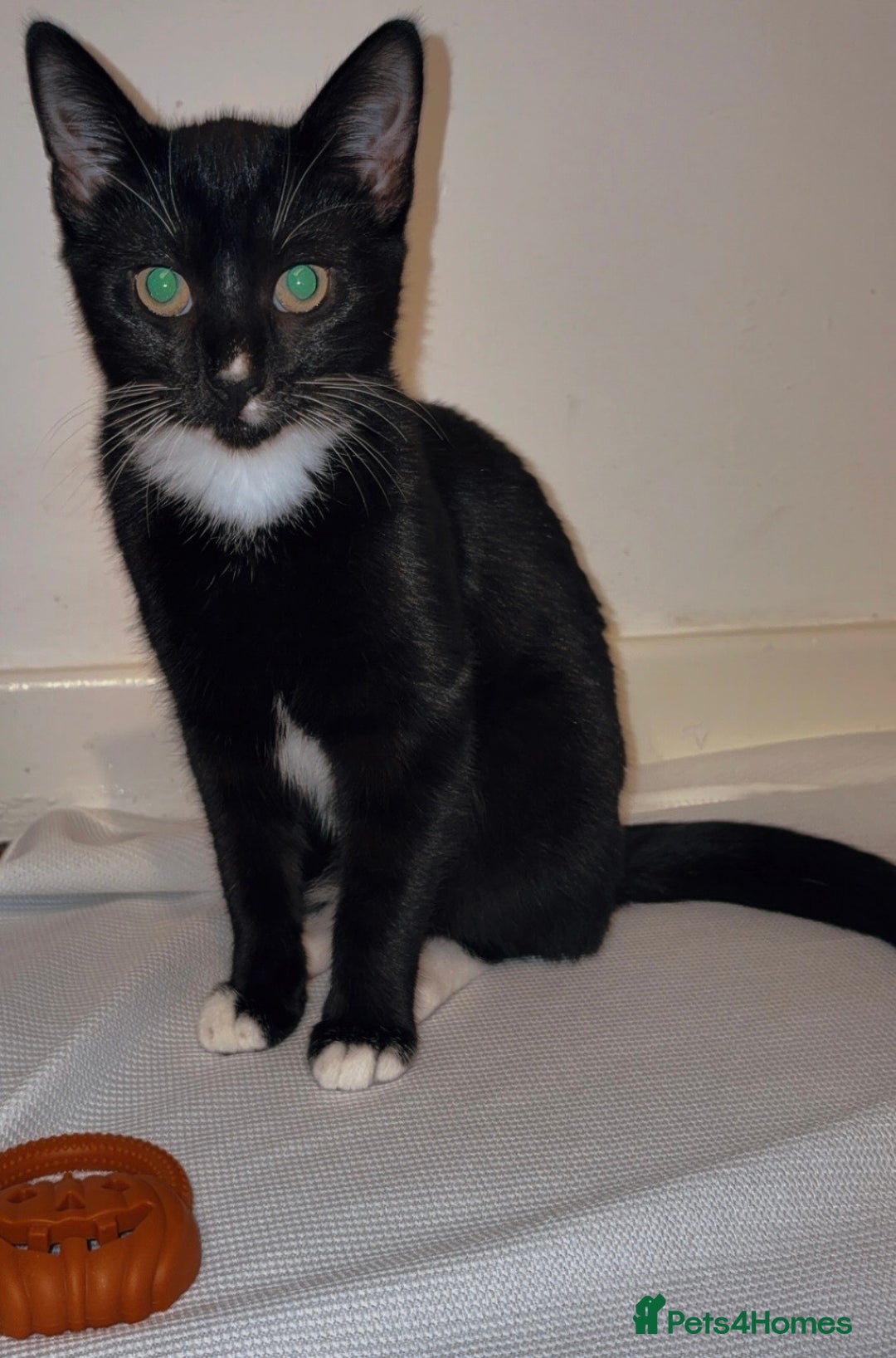 Mixed Breed cats for sale: 2 brother and sister cats  - Advert 3