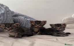 British Shorthair cats for sale: 6 Adorable Kittens for Sale - Image 2
