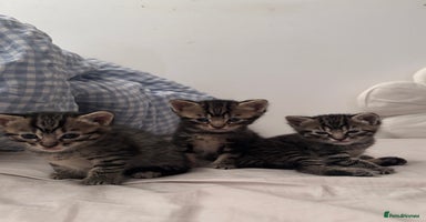 British Shorthair cats - Advert 16