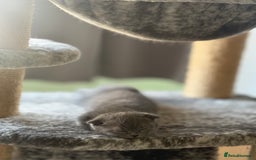 Scottish Fold cats for sale: Selling Scotish fold kitten - Image 3