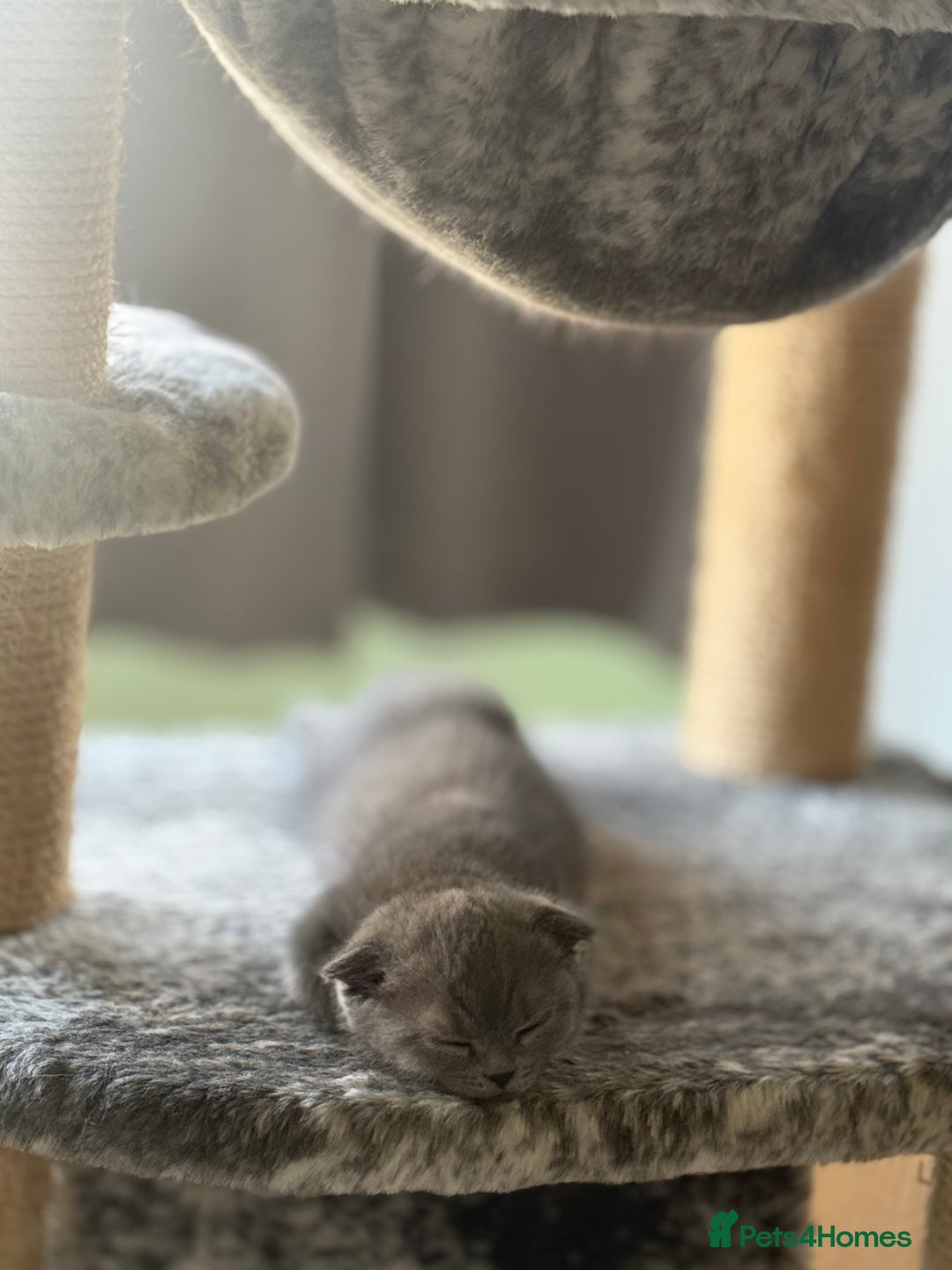 Scottish Fold cats for sale: Selling Scotish fold kitten - Image 3