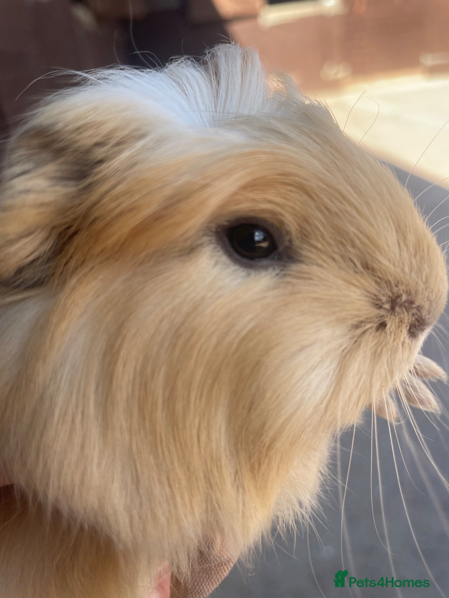 Guinea Pig rodents Beautiful Baby Guinea Pigs  - Advert 1