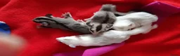 Sugar Glider rodents for sale: Sugar gliders in Salford - Advert 18