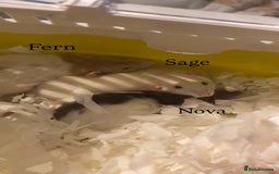 Rat rodents for sale: 3 Female Rats - Image 1