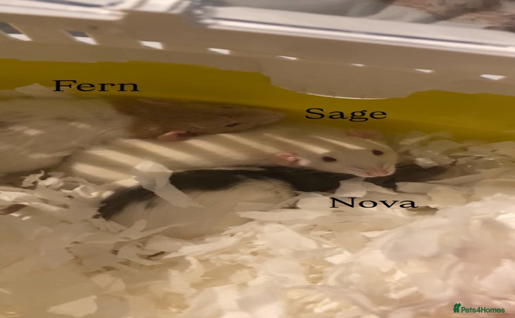 Rat rodents - Advert 3
