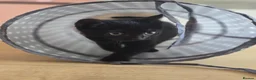 Mixed Breed cats for sale: Beautiful playful Black female kitten  - Advert 3