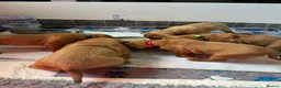 Dogue De Bordeaux dogs for sale: Exceptional KC Dogue de Bordeaux Puppies - Advert 14