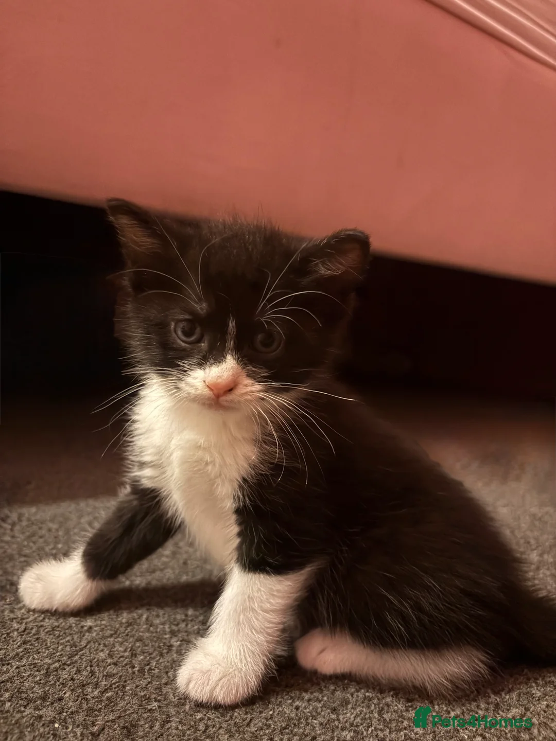 Mixed Breed cats for sale: Kittens  - Advert 2