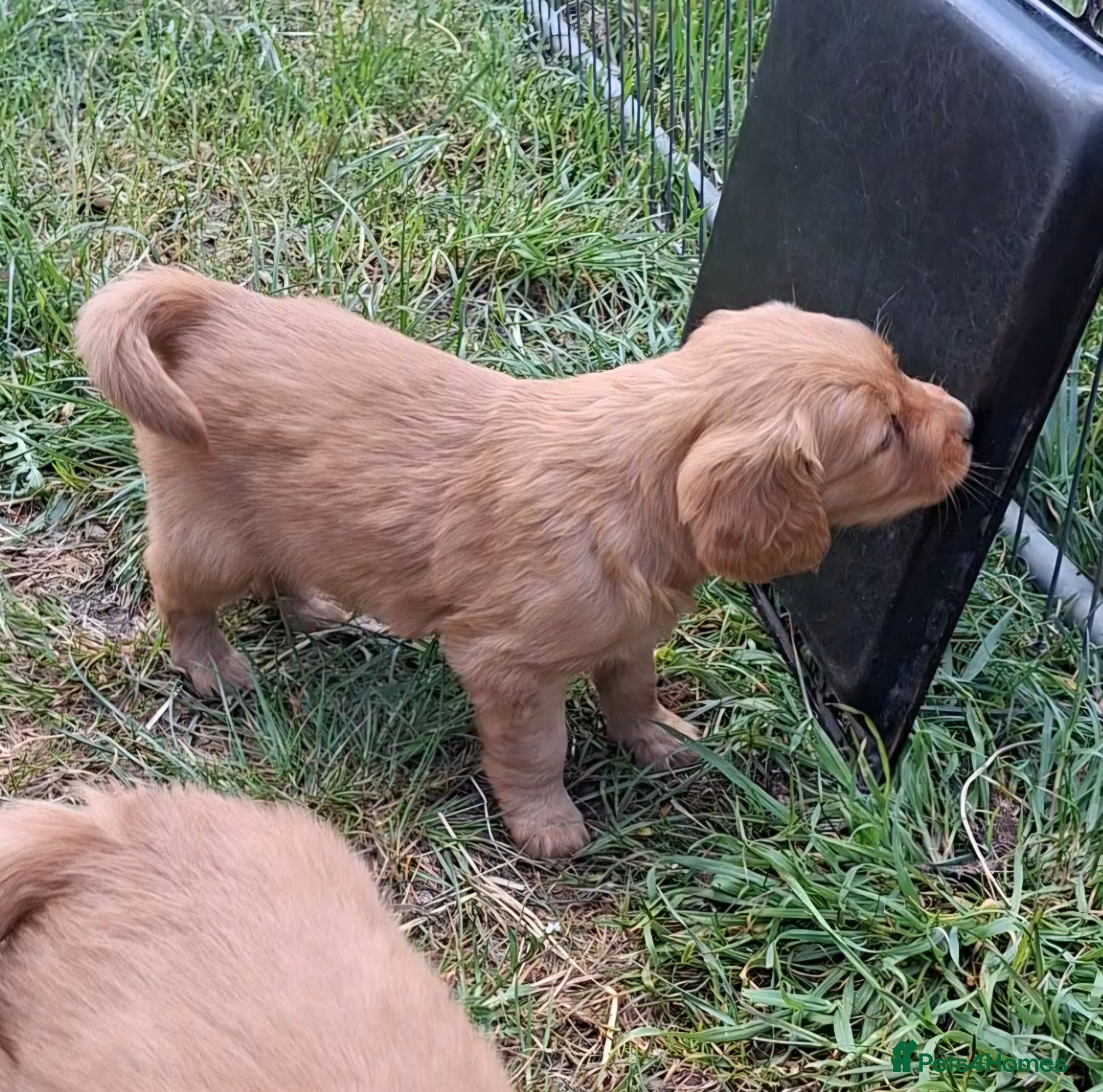 Golden Retriever dogs for sale: KC registered golden retriever pups  - Advert 6