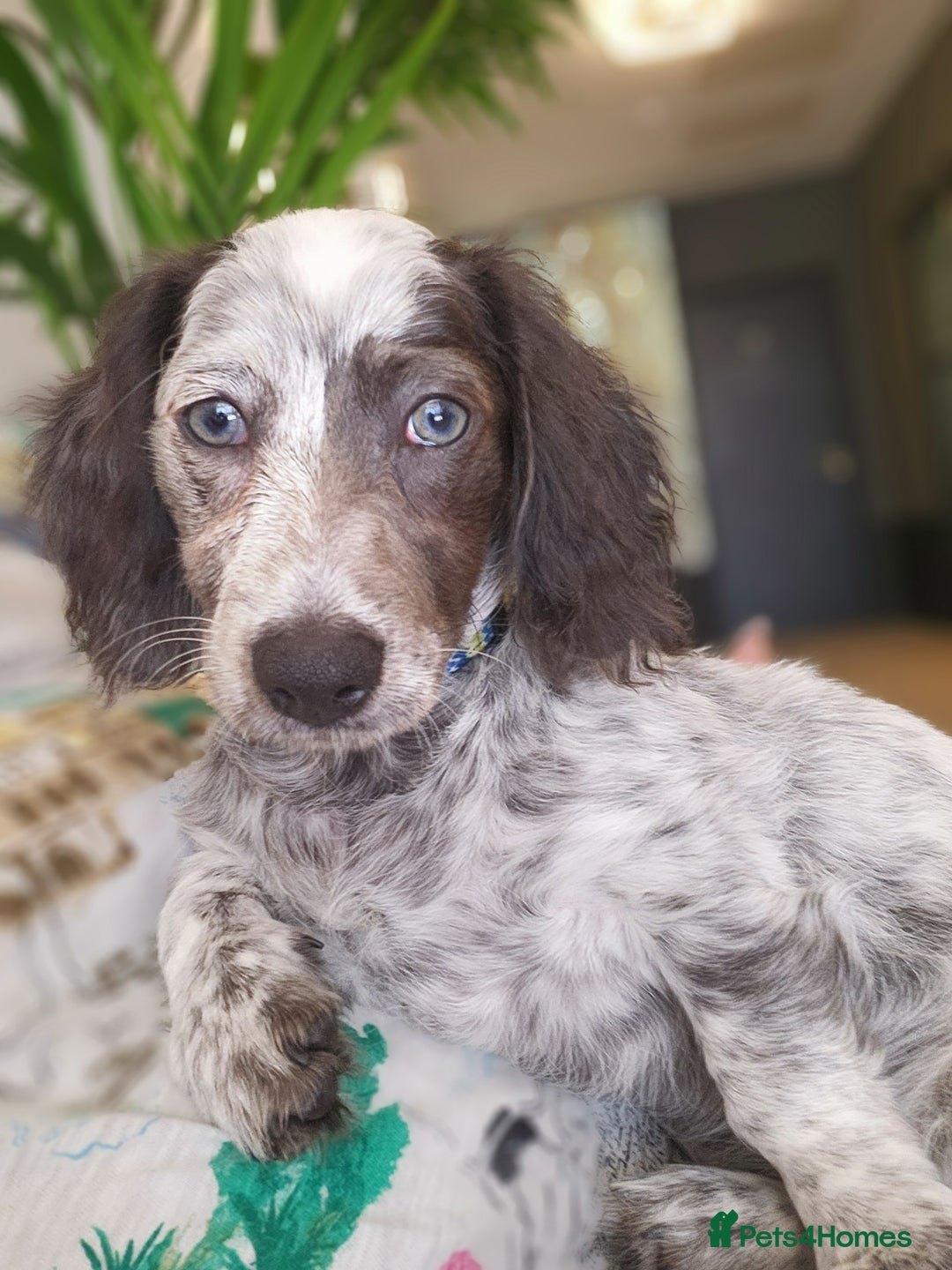 Dachshund dogs for sale:  **  sale of rear Dachshund Puppies  - Advert 23