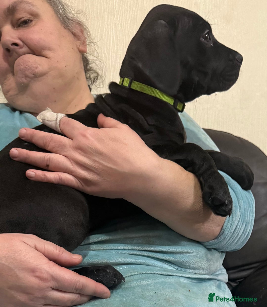 Mixed Breed dogs for sale: Cane corso cross puppies - Advert 11