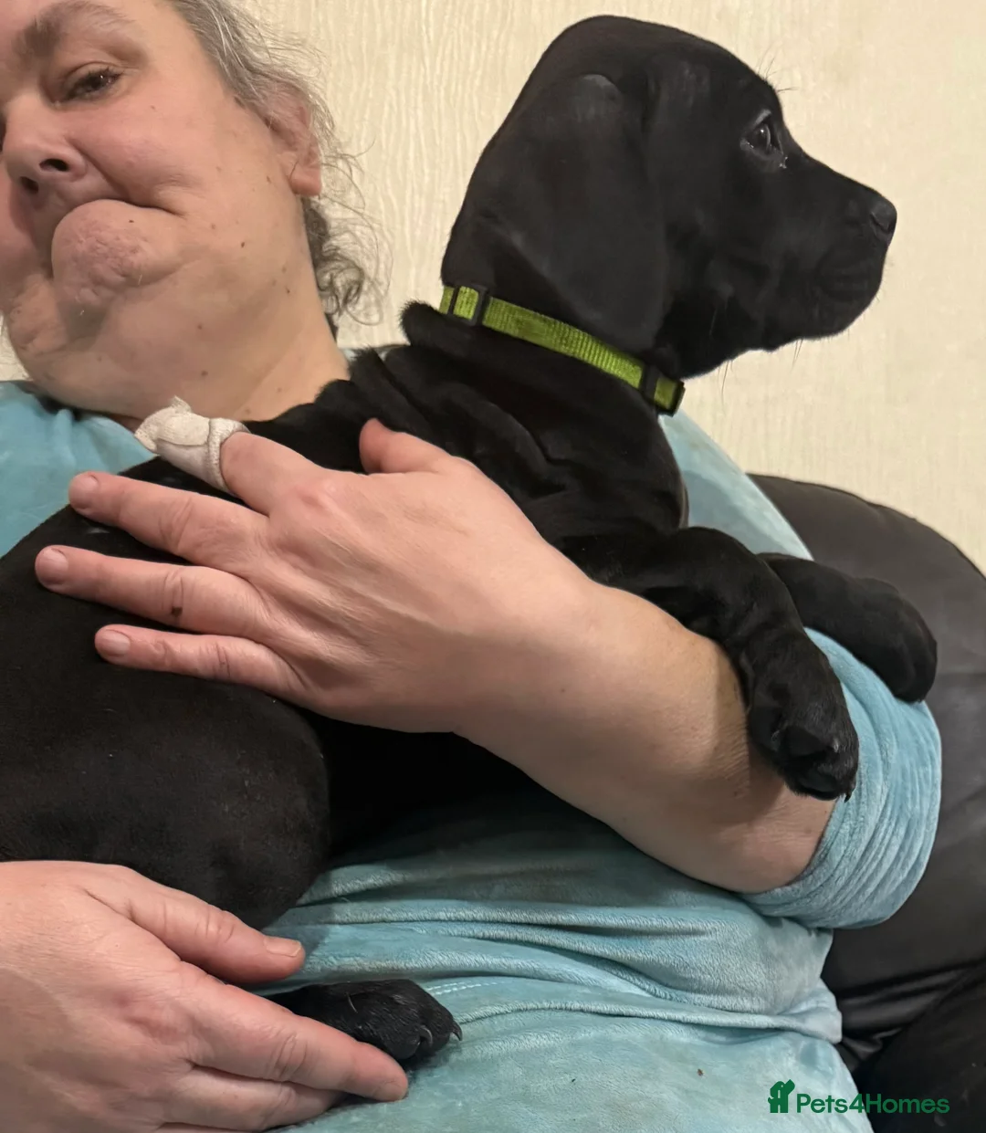 Mixed Breed dogs for sale: Cane corso cross puppies - Advert 11