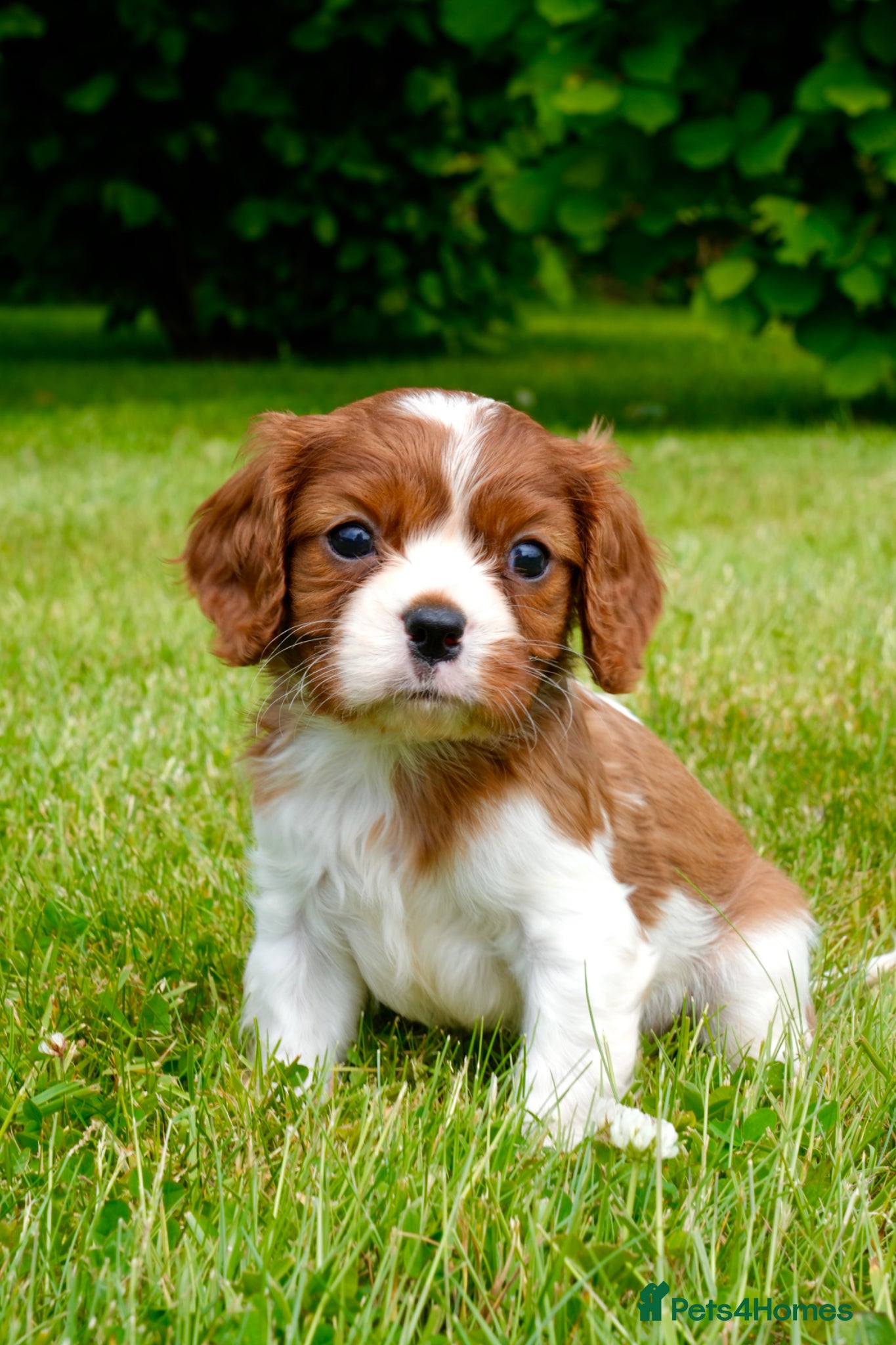 Cavalier King Charles Spaniel dogs for sale: Cavalier King Charles Puppies - Advert 15