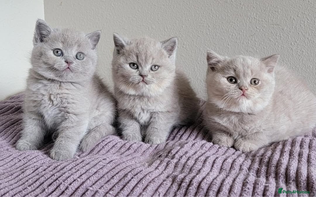British Shorthair cats Parents are both on Active GCCF - Advert 1