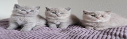 British Shorthair cats for sale: Parents are both on Active GCCF - Advert 1