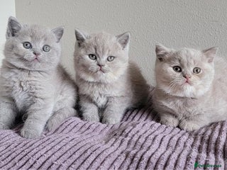 British Shorthair cats Parents are both on Active GCCF - Advert 1