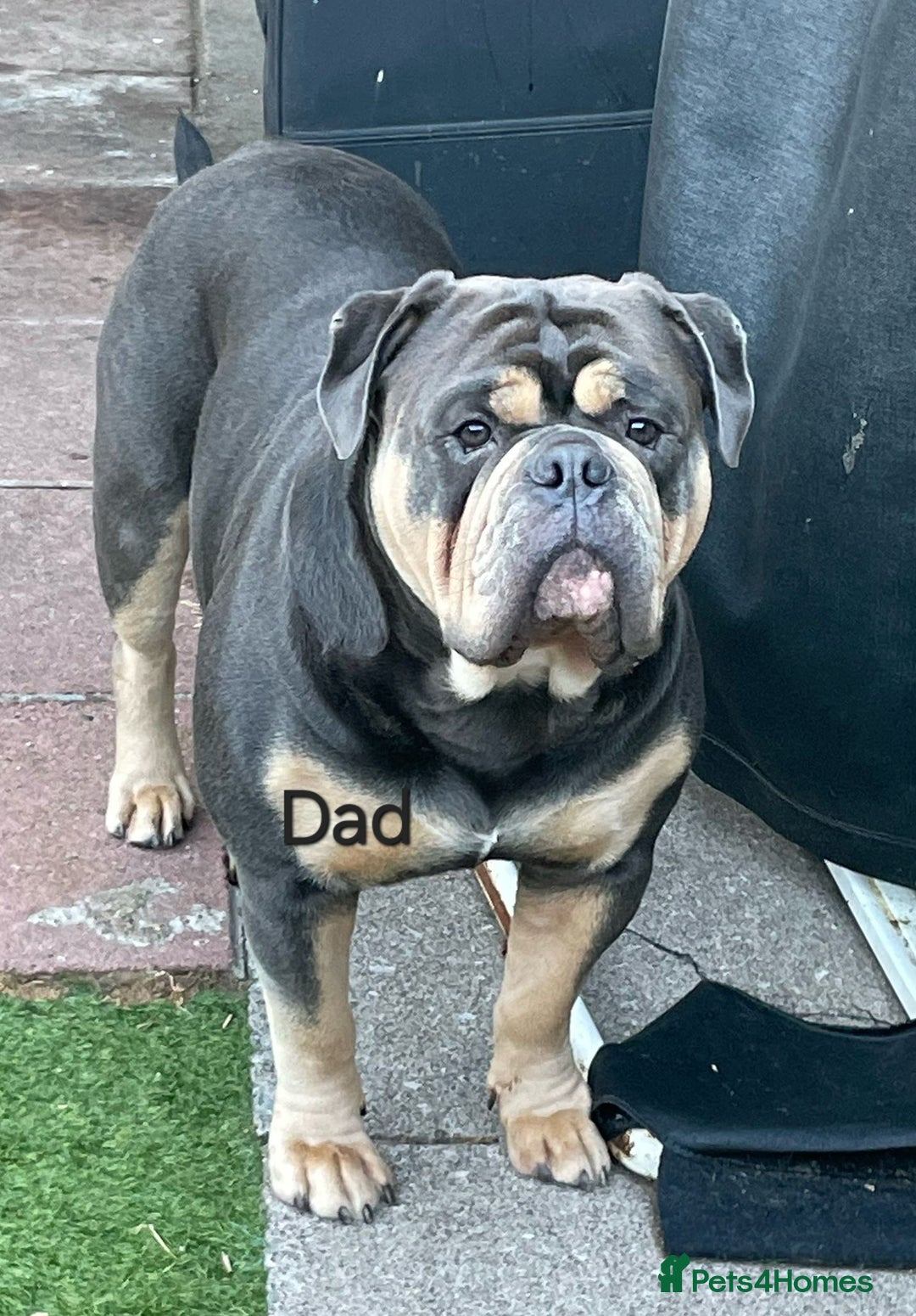 Olde English Bulldogge dogs for sale: Last boy available Olde english bulldog  - Image 10