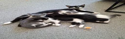 Mixed Breed cats for sale: Beautiful kittens  - Advert 1