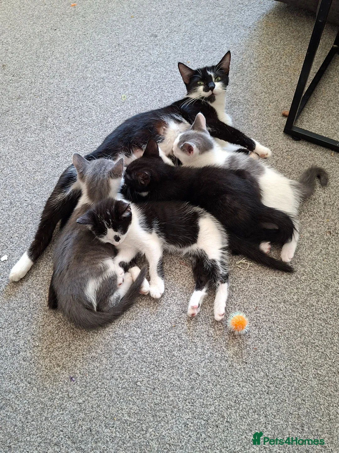 Mixed Breed cats for sale: Beautiful kittens  - Advert 1