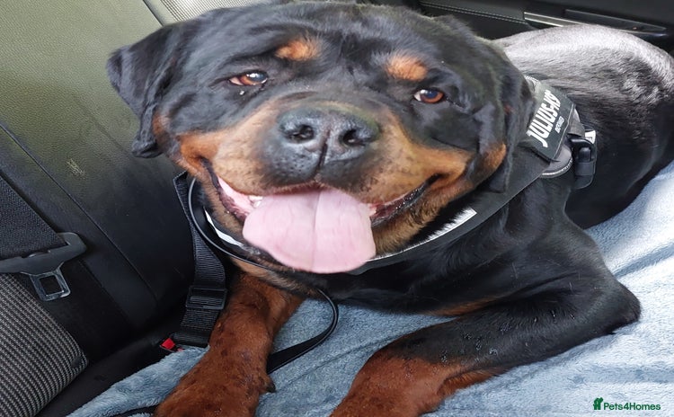 Rottweiler dogs in Bedford - Advert 16