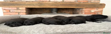 Labrador Retriever 1