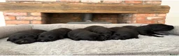 Labrador Retriever dogs for sale: Health Tested IGL Champion Bred Labrador Puppies  - Advert 4