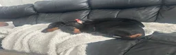 Miniature Dachshund dogs for sale: Male un neutered dachshund 15 1/2 months in Nottingham - Advert 3