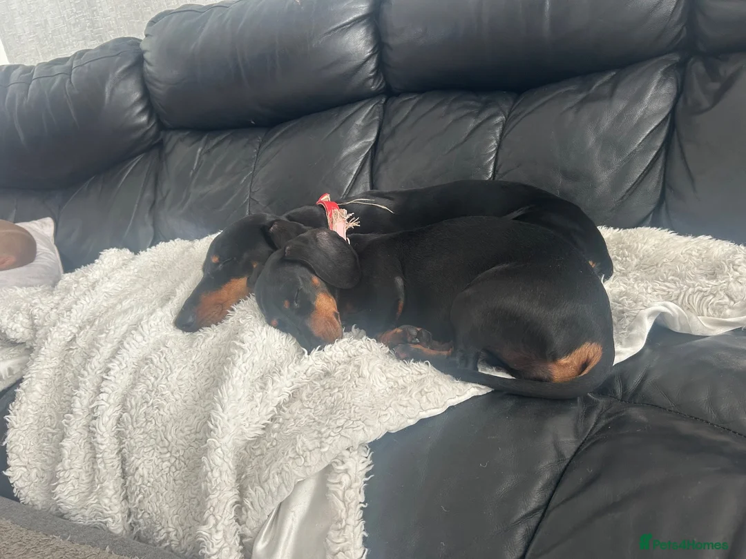 Miniature Dachshund dogs for sale: Male un neutered dachshund 15 1/2 months in Nottingham - Advert 3